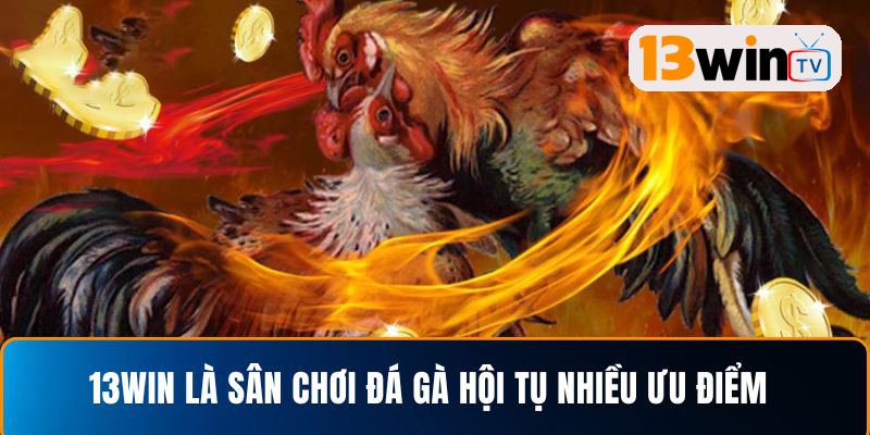 Điểm mạnh làm nên thương hiệu Đá gà 13win