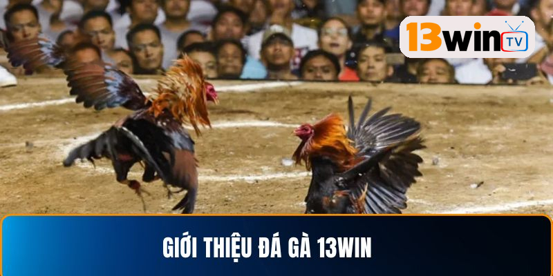 Tìm hiểu Đá gà 13win